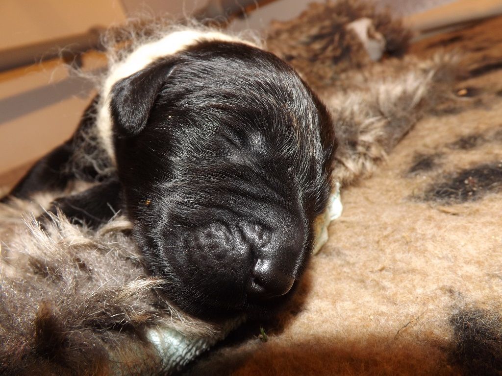 Fanfan Azul de Los Laurels X Amaury Uno Auberge des Ours Heureux
