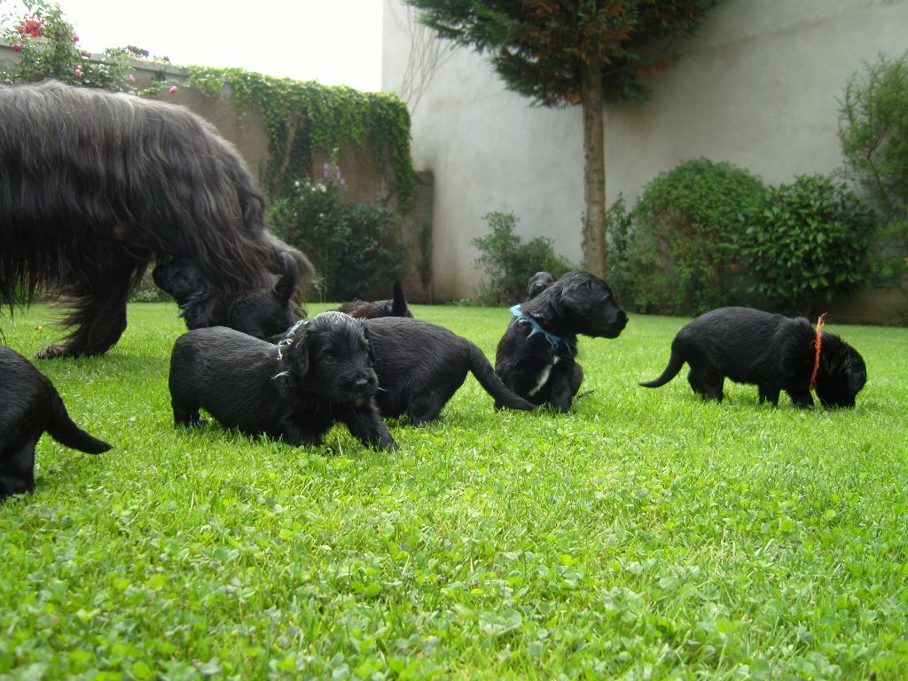 Les chiots nés à la maison